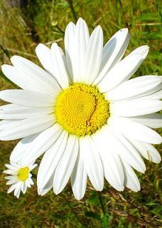 Наталья Иленова