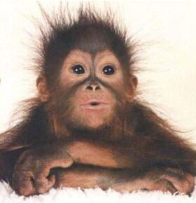 Станислав Чернецкий