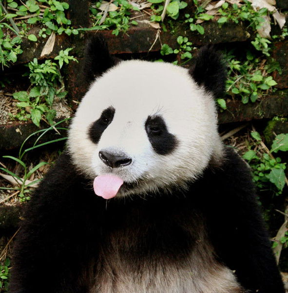 Альберт Пак