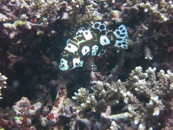 Сергей Иванов