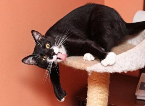 Леписей Почка