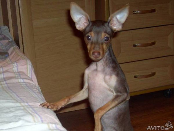 Сим Окна Сок