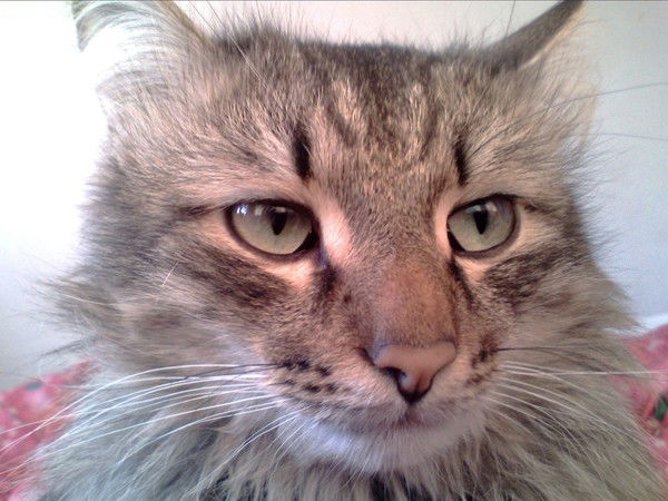 Игорь Голомыльцев