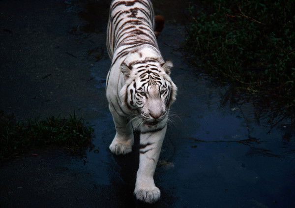 Беслан Джердисов