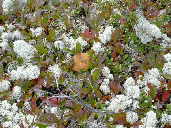 Марина Чуприна