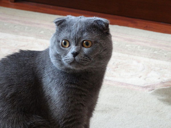 Сергей Гришин