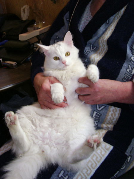 Влада Луговнина