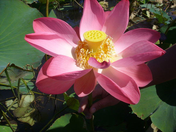 Ольга Ярославцева