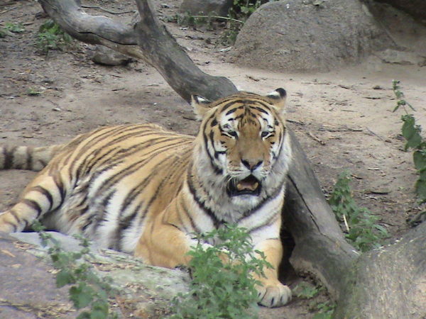 Аркадий Балабанов