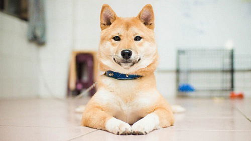 Даша Ковальчук