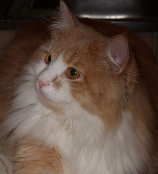 Татьяна Кудинова