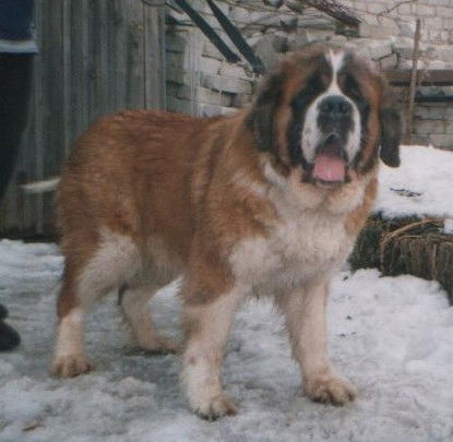 Марина Човник