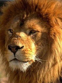 Сергей Назаренков