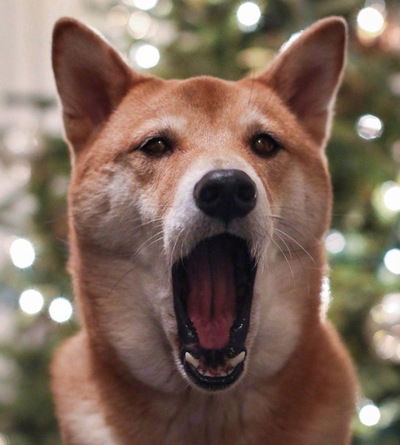 Илья Качкан