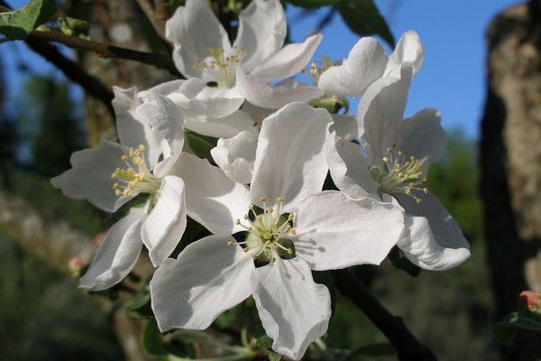 Елена Филюшина