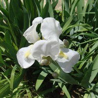 Зуленька Усманова