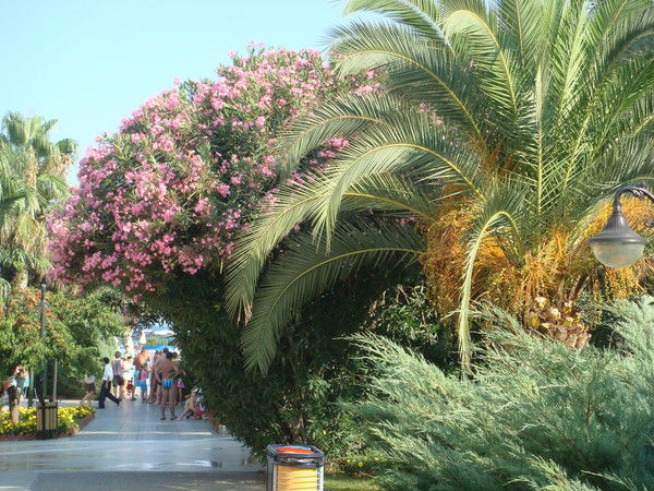 Николай Муравлев