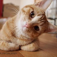 Евгения Козелкова