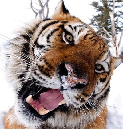 Элина Султанова