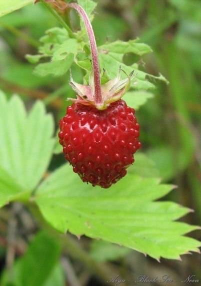 Ляйля Майорова