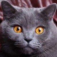 Алексей Князев