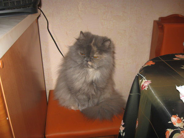 Елена Перхурова