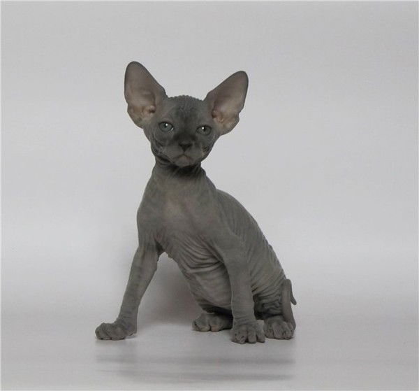 Артур Хацкевич