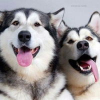 Аня Строкова