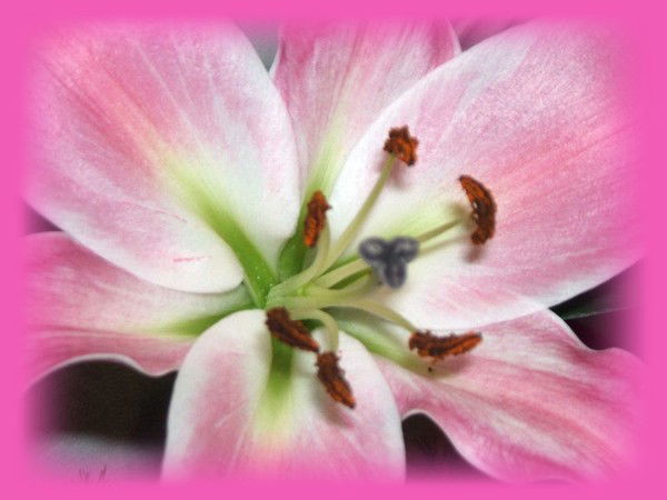 Елена Щербакова