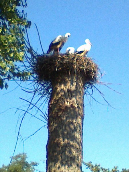 Николай Хасанов