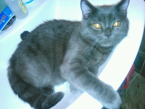 Анастасия Биткова