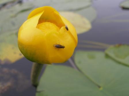 Михаил Черняков