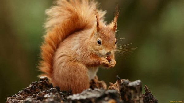 Анна Яцкевич