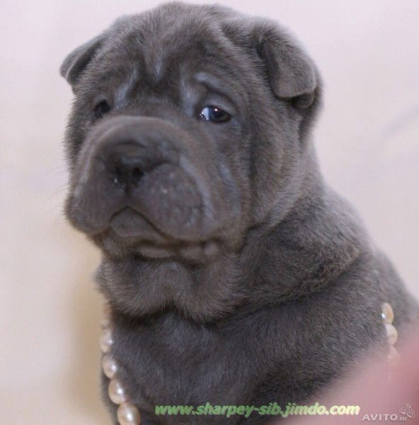 Андрей Киселёв