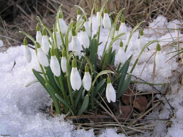 Ирина Филиппова