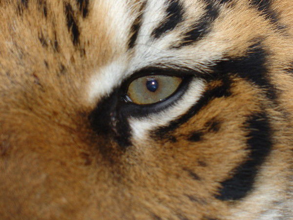 Сергей Салиенко