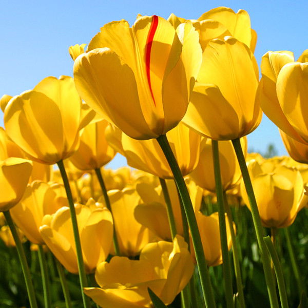 Солнечные Краски Довгаль