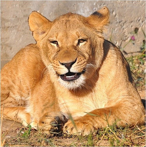 Лариса Киселева