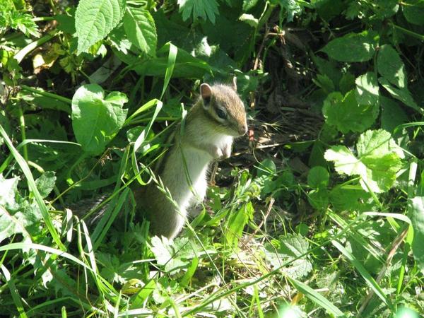 Иван Петрачков