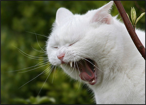 Борис Марисов