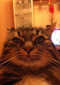 Юлия Невинская