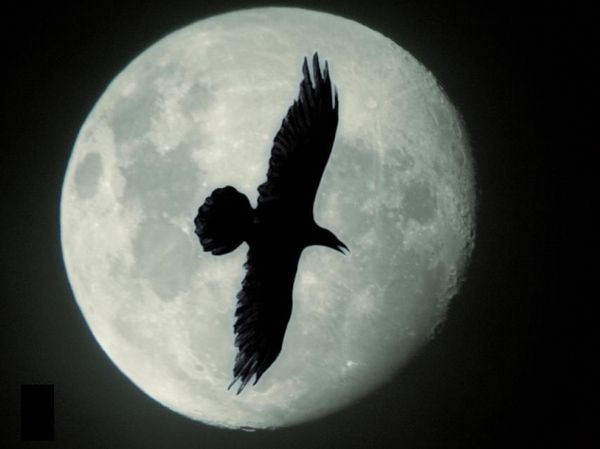 Виктор Воронов