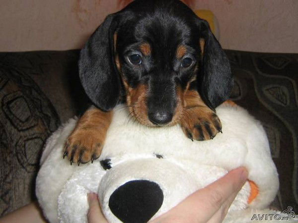 Ольга Ткачук