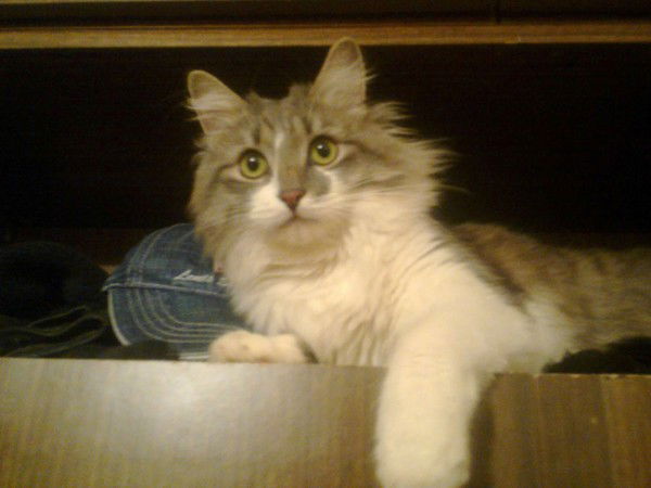 Игорь Кротиков