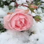 Галина Григорьева