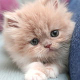 Наталья Туканова