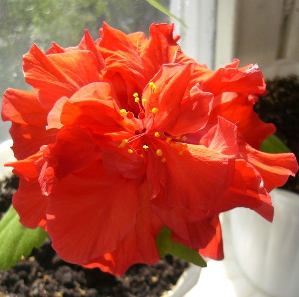 Владимир Морозов