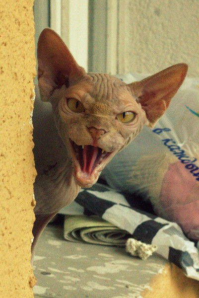 Дмитрий Гаев