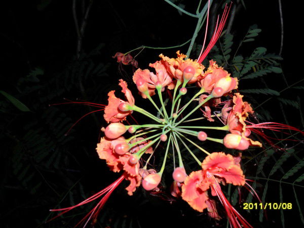 Маргарита =_=