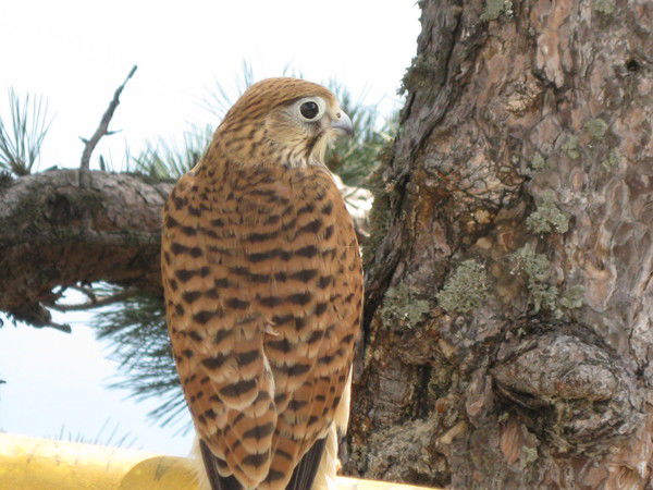 Эдуард Щеголев